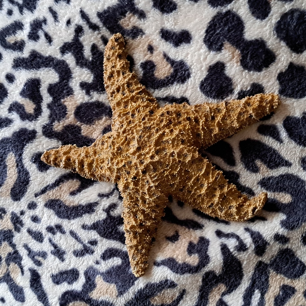 Real Dried Starfish Beach Coastal Nautical Decor
